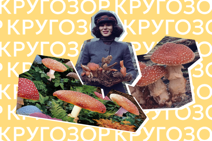 Баран и рядовка мацутаке: 5 вкусных грибов из Красной книги, которые нельзя собирать