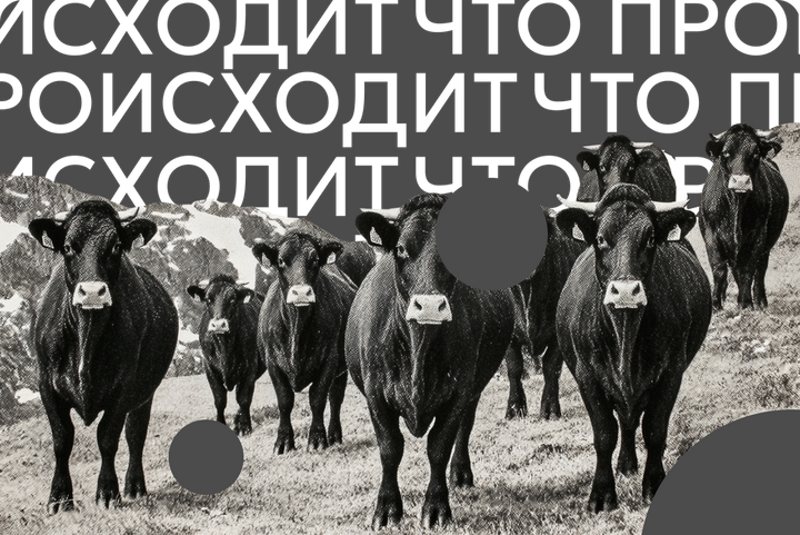 Российские звезды требуют остановить сожжение коров в Сибири. Что известно об уничтожении животных и при чем тут теории заговора